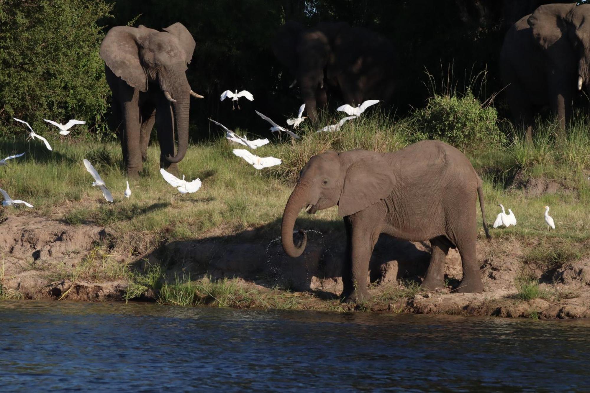 Zambezi Dusk Βίλα Λίβινγκστον Εξωτερικό φωτογραφία