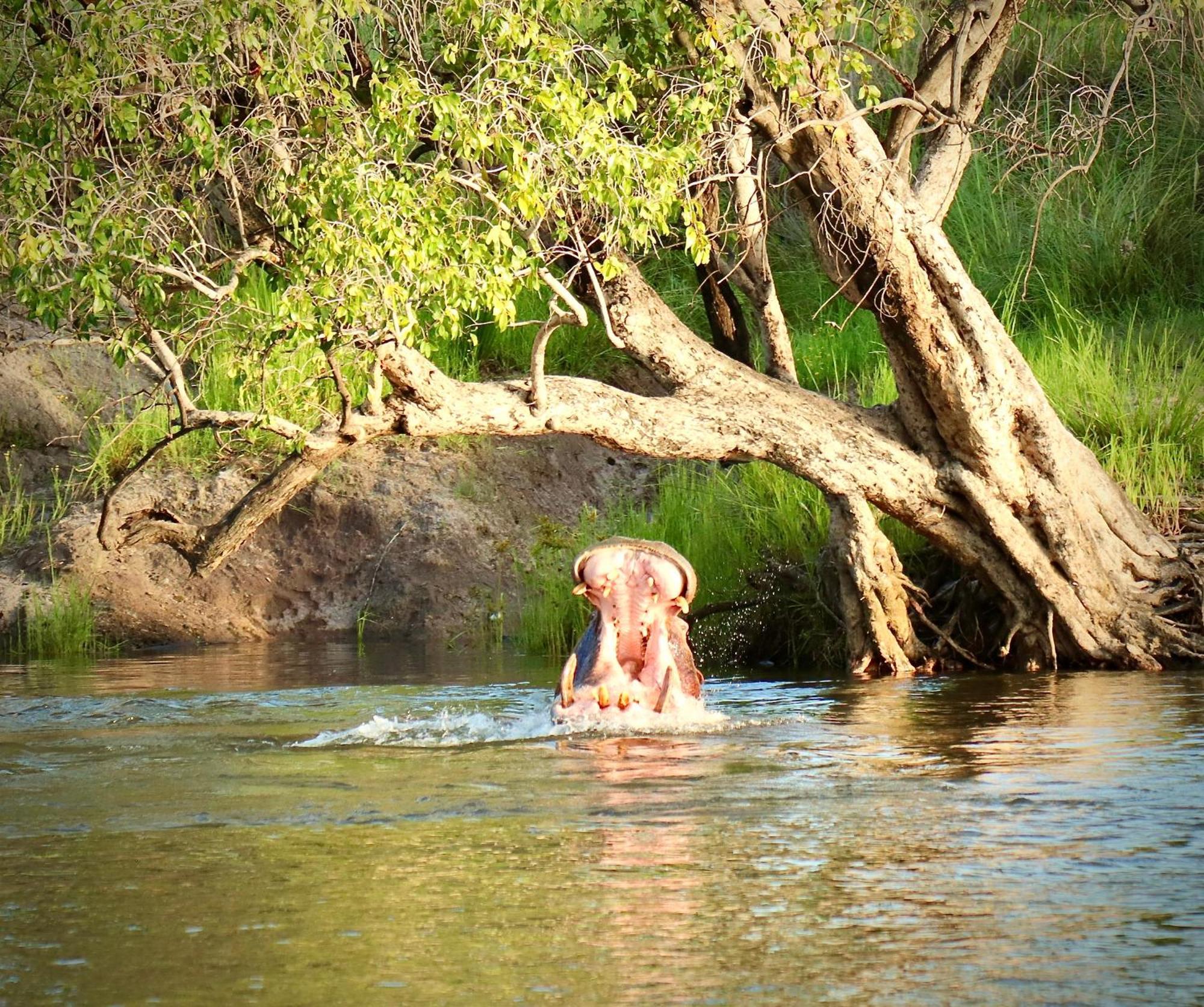 Zambezi Dusk Βίλα Λίβινγκστον Εξωτερικό φωτογραφία