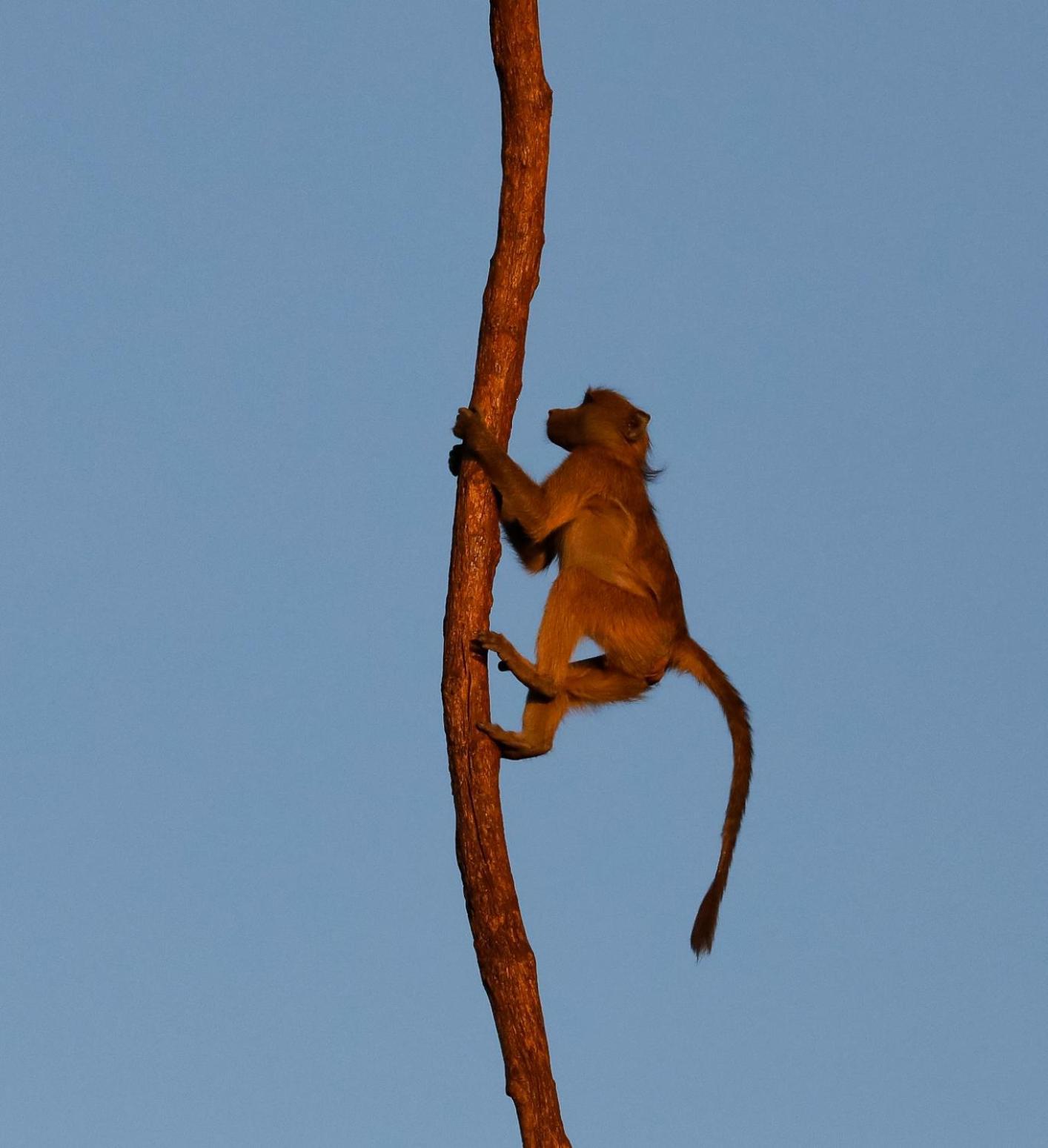 Zambezi Dusk Βίλα Λίβινγκστον Εξωτερικό φωτογραφία